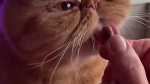 Funny Cat Licking || Mr. Lick'em