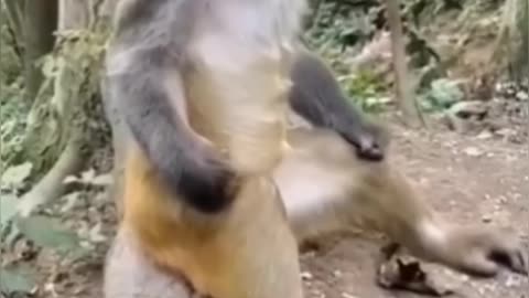 Funny Monkey Dancing with his Friend!!!