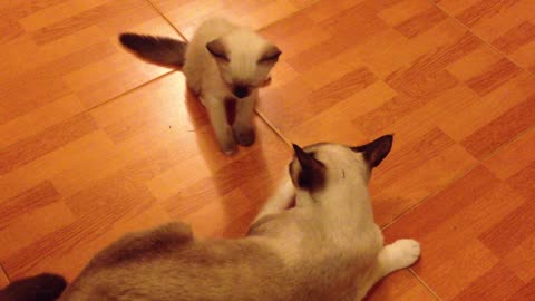 Baby cat so hungry and her mother refusing