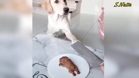 Dogs reaction to cutting cakes