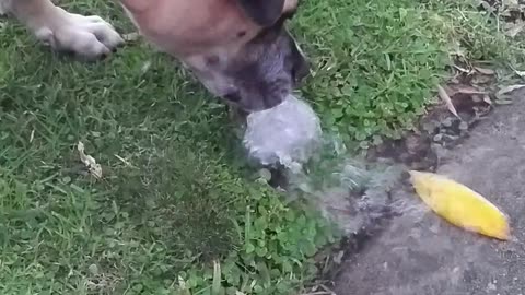 Funny dog and sprinkler