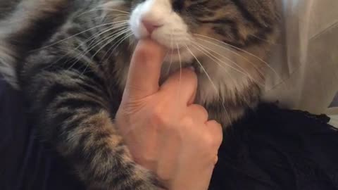 Grey and white cat sucking on a mans finger