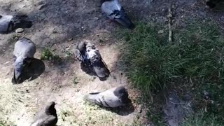 A flock of pigeons resting in the yard.