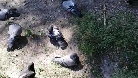 A flock of pigeons resting in the yard.