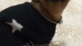 Small brown dog in blue sweater turns to look back at camera