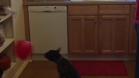 French Bulldog keeps balloon from touching ground