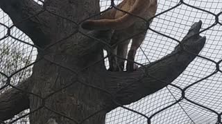 Mountain lion in a zoo