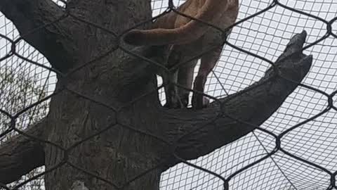 Mountain lion in a zoo