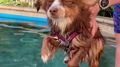 Dog swimming ❗ LOL