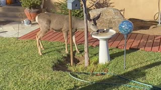 Thirsty deer