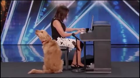 Dog is singing song exactly it's own language.