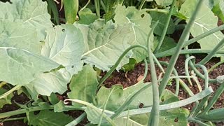 Harvesting fresh Kale