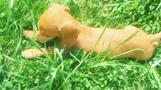Dachshund puppy enjoying the sun