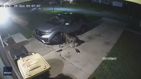 Dogs Trying to Get to Cat Tear Up Car Causing $3,000 Worth of Damage
