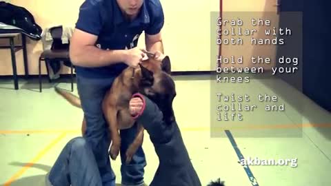 How to stop an attacking dog assault from biting a victim.
