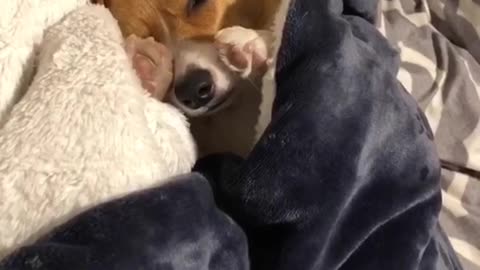 Corgi Is So Sleepy