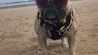 Forget baywatch this is barkwatch