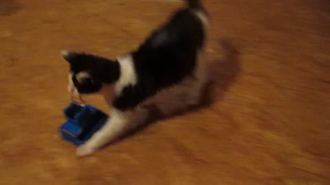 Cat drags toy across the room