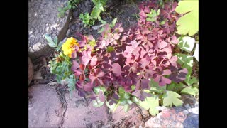 A Moment From the Heart Creeping Wood Sorrel