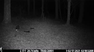 Raccoon roaming around 2-17-21
