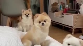 😍Cute Dogs Sitting in Line | Ultimate Dog Compilation