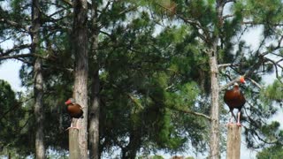 Black Bellied Whistling Ducks