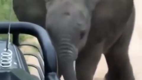 Baby Elephant 🤩🐘