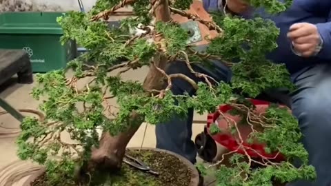 Why does growth stop in bonsai plants? | Interesting facts about bonsai tree | Honest Op Facts