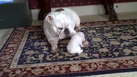 Mom Tries To Clean Her Little One. The Pup Protests By Throwing A Totally Cute Temper Tantrum