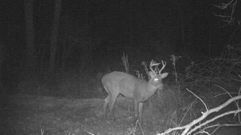 Cautious 7 point buck feeding and checking out camera
