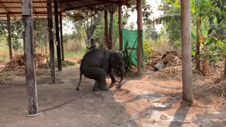 เกิดมาเพื่อ!!! ท่ายาก พลายเลิฟ baby elephant