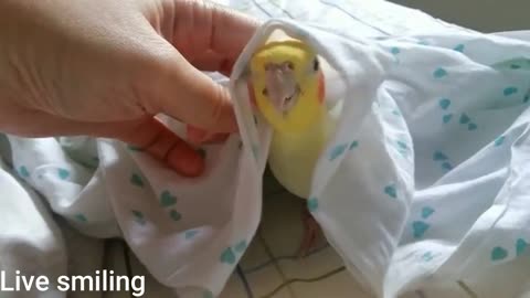 Cockatiel singing under the sheet