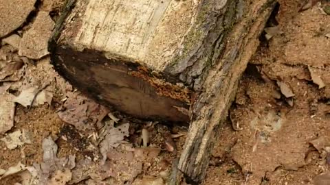 Milling sweetgum with Alaskan sawmill