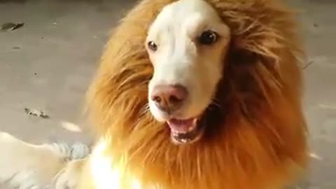 This adorable "Lion" will melt your heart!