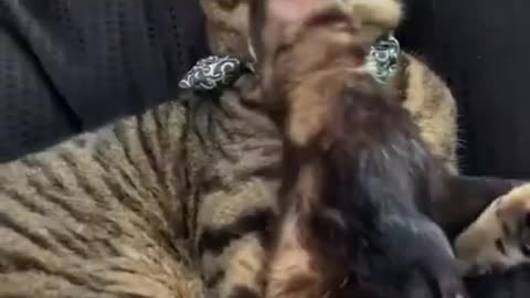Ferret pets a cat