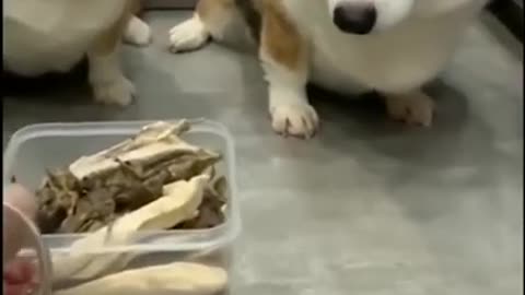 Corgi Dog is very funny