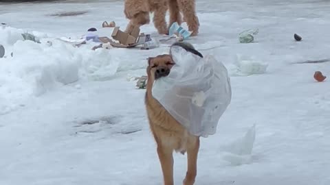 Colliding Dogs Explode Garbage Bag