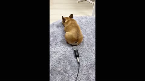 Dog farting louder than any human