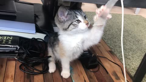 Kitten playing with notebook cable
