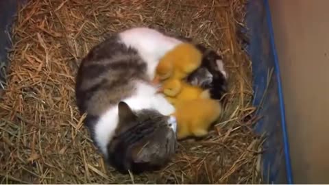 Is it possible that the cat is the mother of the ducks?