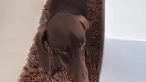 Brown dog stretches as he walks toward his owner on a carpet