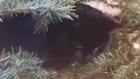 Cats fight in the Christmas tree in true cat style