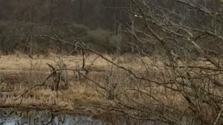 Spring Peepers