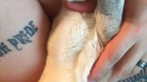 Adorable Siamese eating food rom her owners hand!