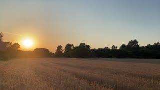 Sunset in Barcelona: swallows flying fast over the grain field