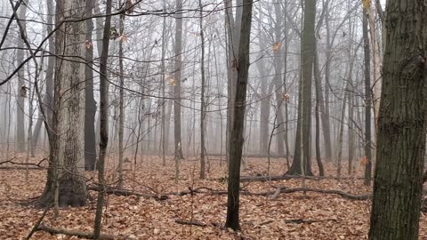 Foggy Fall Morning in Southeast Michigan