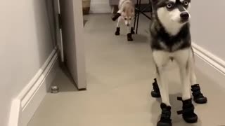 this husky wearing a shoe for the first time