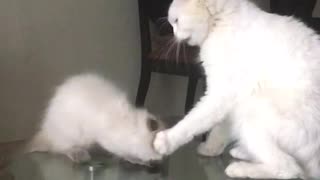 Big white cat versus small white cat