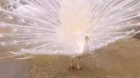 Check out this rare scene, a white peacock spreading his fabulous feather