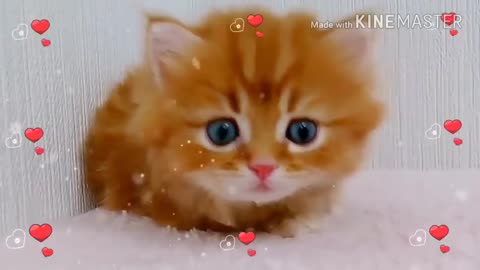 Cutness overloaded💞😻💞|super cute Whatsapp status|must watch|